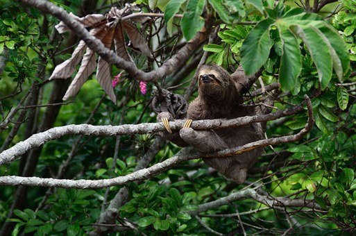 cute sloth gifts