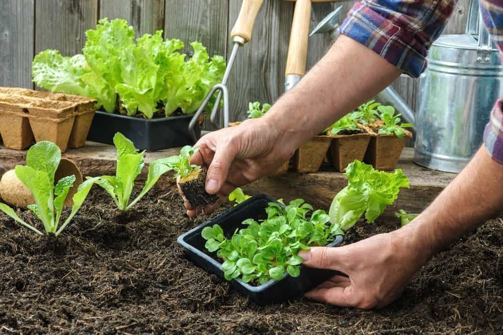 gifts for organic gardeners