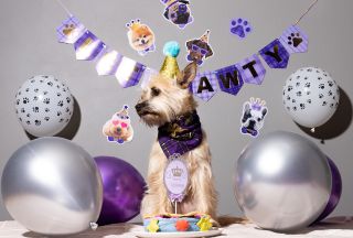 BEST Dog Birthday Party Decoration Ideas