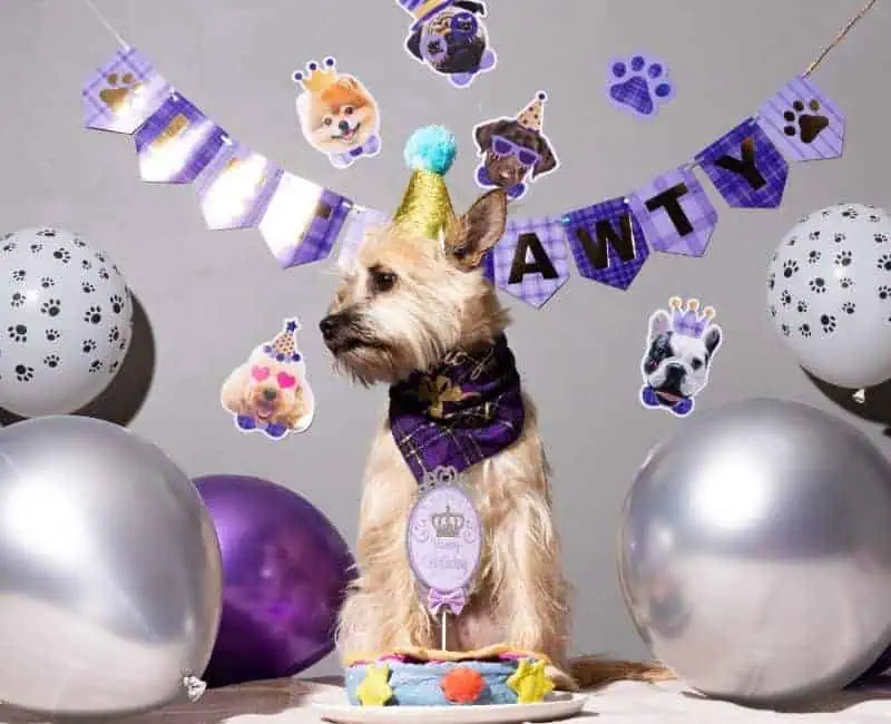 Dog Birthday Party Decoration Ideas