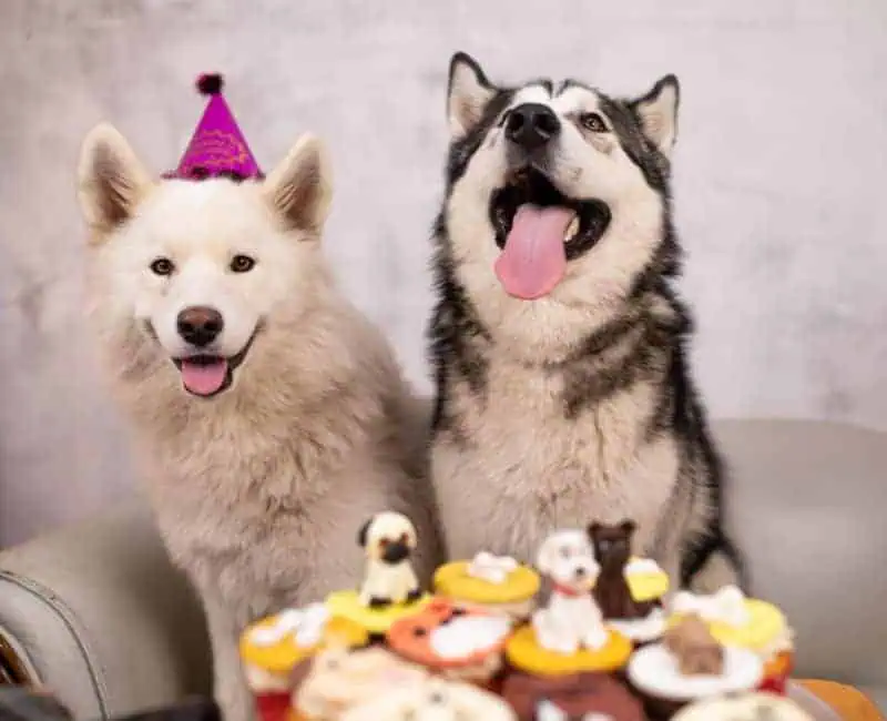 Dog-Friendly Food Options