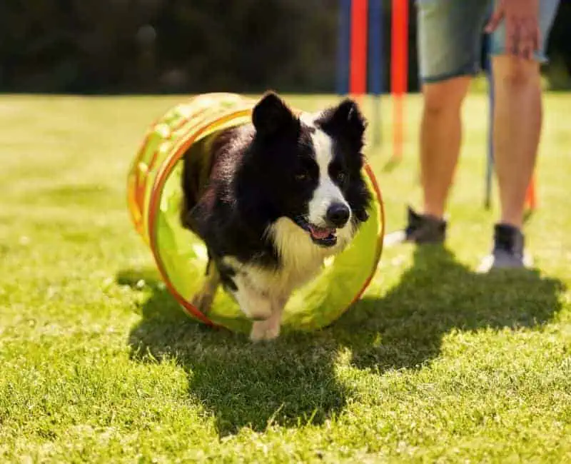 Doggy Obstacle Course