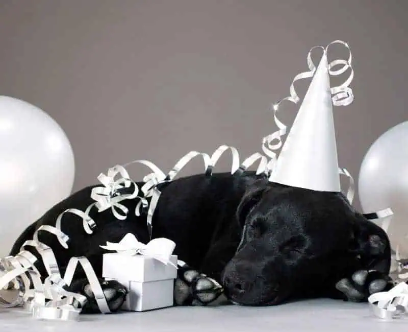 PUPPY BIRTHDAY PARTY