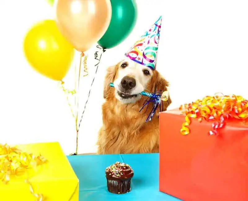 Dog Birthday Party Decoration Ideas