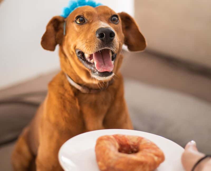 Pupcakes and Dog Donuts