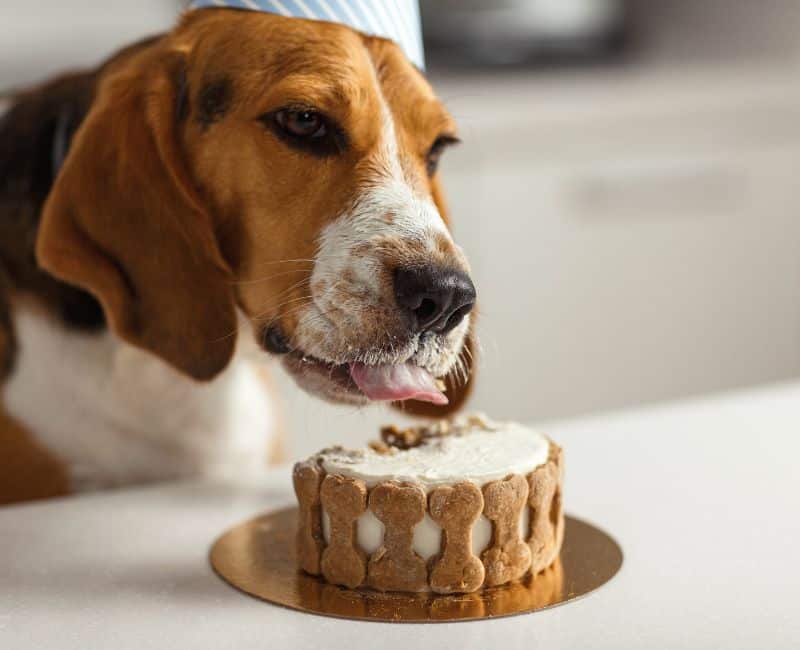 Special Dog Birthday Cake