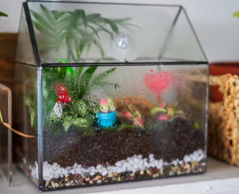 fish tank terrarium