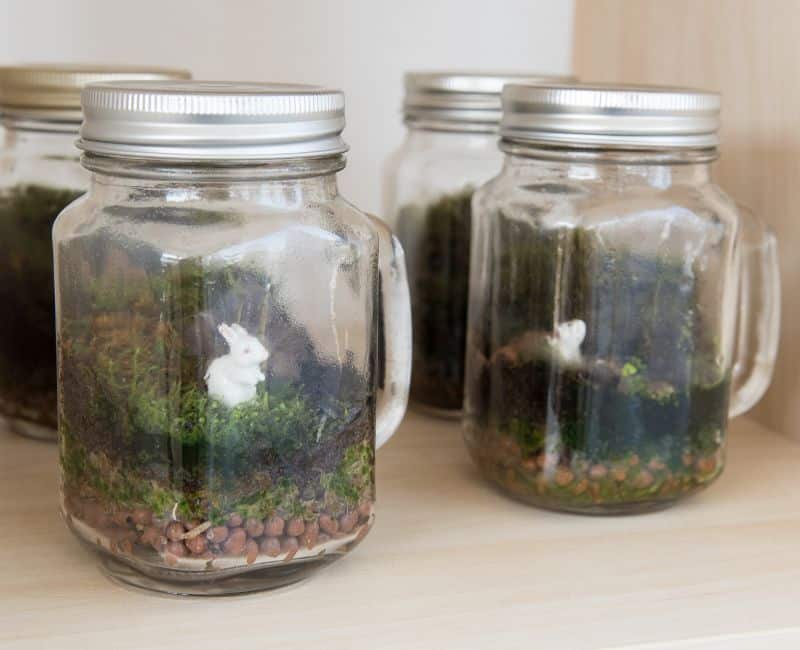 mason jar plants