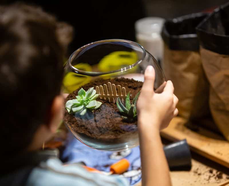 terrarium kits