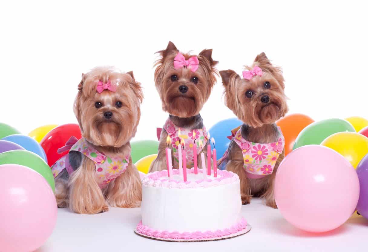 dog birthday party favors
