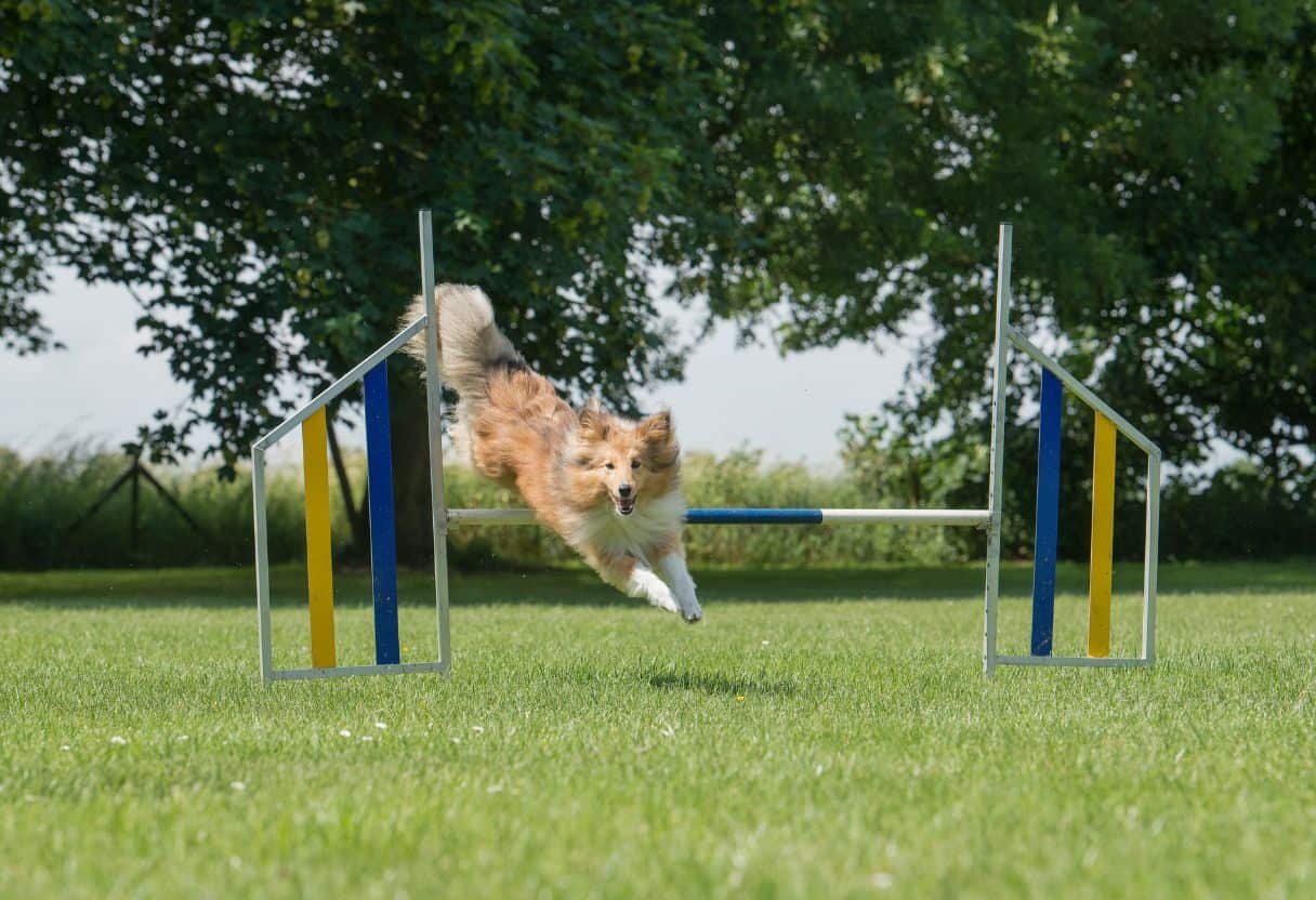 obstacle course for dog party